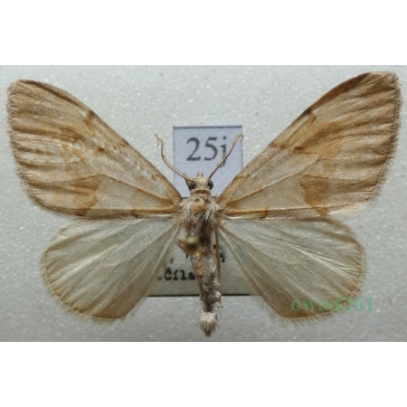 Pennithera firmata (Hübner, 1822) male Paśnik trwalnik Czech25j